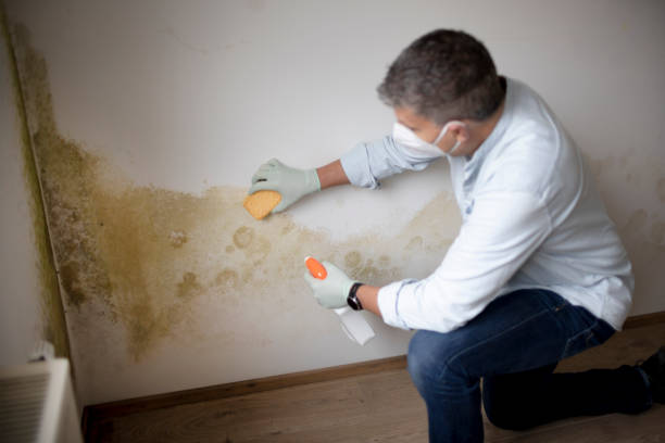 Best Mold Prevention Services  in Jackson, TN