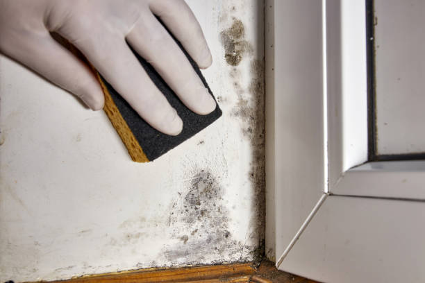 Best Indoor Air Quality Assessment  in Jackson, TN