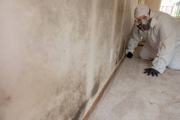 Best Airborne Mold Testing  in Jackson, TN